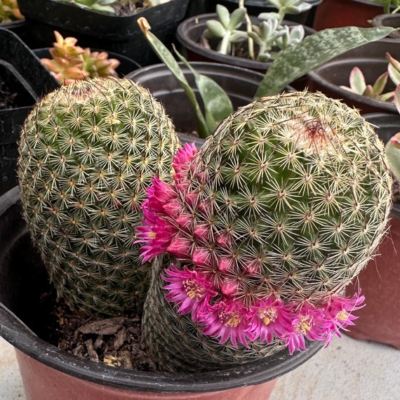 6" Mammillaria Matudae Thumb Cactus Bareroot - Etsy Israel