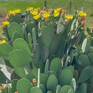 Spineless Opuntia Cacanapa &#39;Ellisiana&#39; Prickly Pear (6 pads) Live Plant Cactus Super Food Edible