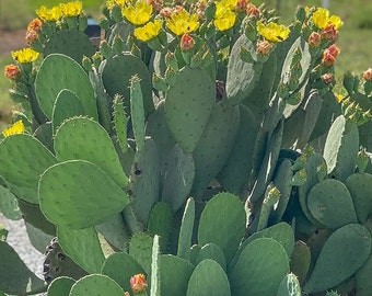 ウチワサボテン ノパル 楽天市場】無農薬栽培！春日井の 食べるサボテン【春日井ノパル