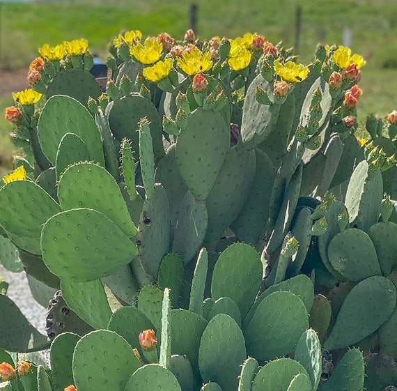 Spineless Prickly Pear Cactus 6 Pads - Opuntia Cacanapa Ellisiana