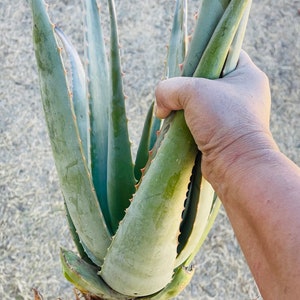 Aloe Vera Barbadensis Miller, planta grande ayurvédica de raíz desnuda, comestible, con beneficios para la salud, más de 8 libras
