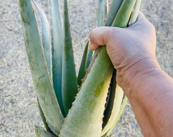 8+ pond Aloë Vera Barbadensis Miller Ayurvedische grote plant Bareroot Eetbaar Gezondheidsvoordeel