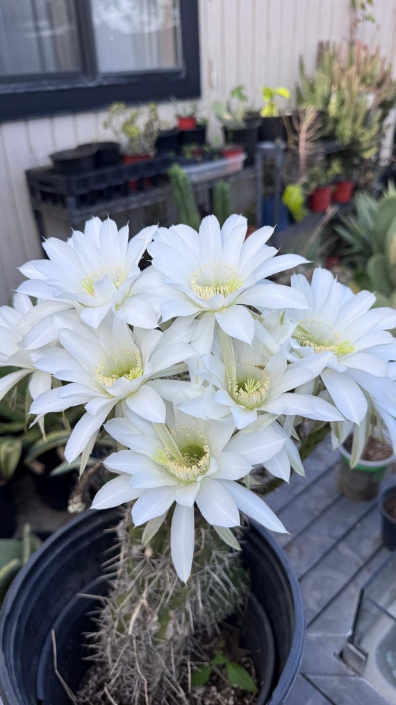2”  White Easter  Lily  Cactus 3 Starter pups  Echinopsis  Oxygona   live plant