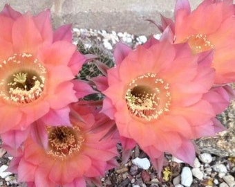 3-4” Easter Lily Cactus Cuttings echinopsis oxygona