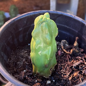 3” Totem Pole Cactus Rooted Bareroot Pachycereus schottii
