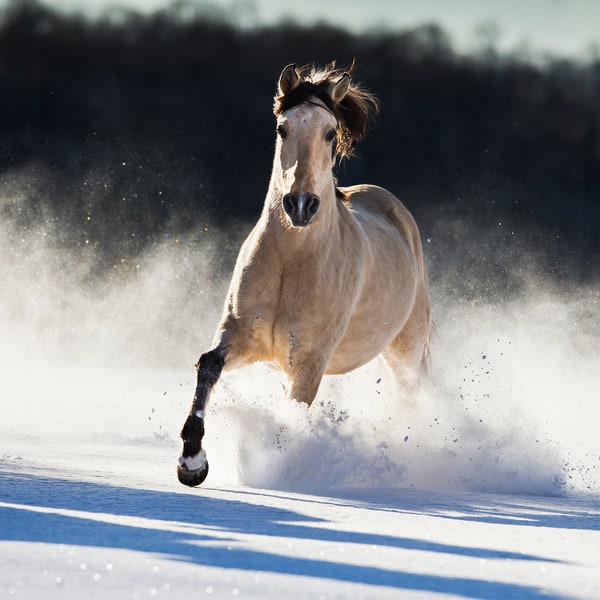 Morgan Horse gallops in the snow, winter, print, digital download, printable wall art, horse