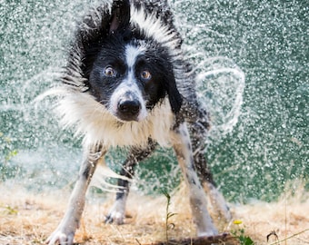 Foto imprimible de un Border Collie para toalla de playa, cortina de ducha, asiento de inodoro o póster de perro. Fotografía divertida de perros.