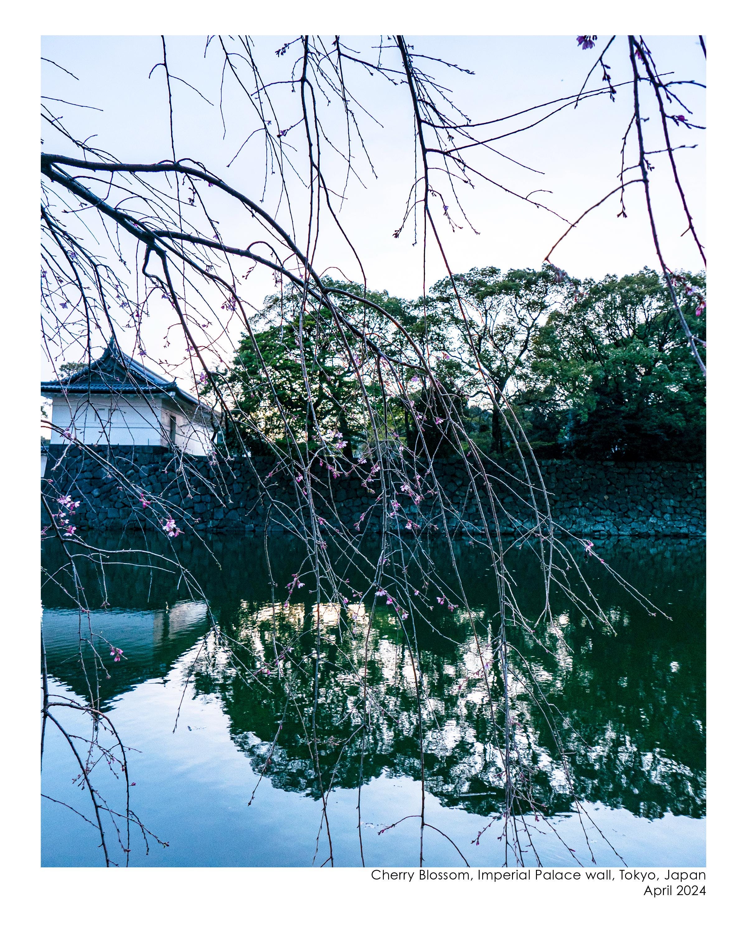 Cherry Blossom Palace Wall, Tokyo, fine art print, Japan, limited edition