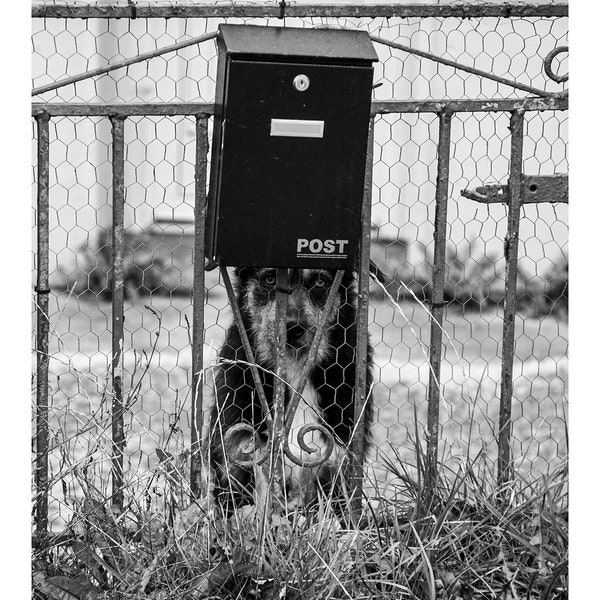Longford, Ireland, black and white photography, Irish photography prints, Rural photography, Dog, Animal photograph