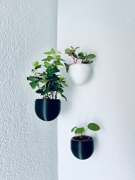 blumenständer monstera Große Monstera | Monstera deliciosa main image 1