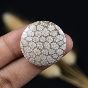 Corail fossile indonésien - Cabochon rond en agate pour pendentif, bijou de collection