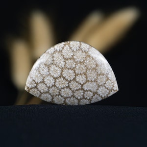 Pierres précieuses de corail fossile - Cabochon pour fournitures de bijoux, motif corail unique