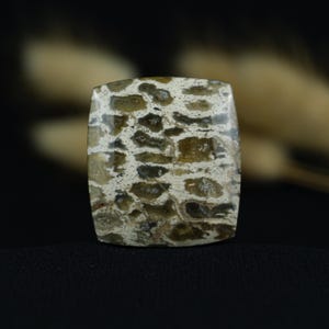 Gemma di radice di palma indonesiana / Cabochon rettangolare a cuscino con evidenti segni fossili / Perfetto per anelli importanti o pendenti