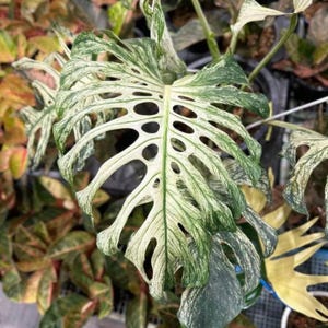 May include: A close-up of a variegated Monstera plant leaf. The leaf is mainly white with green marbling and large, distinctive holes. Other leaves and plants are visible in the background, with shades of green, yellow, and red.