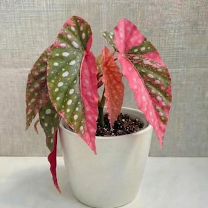 Può includere: Una pianta di Begonia maculata in vaso con foglie grandi e vibranti. Le foglie sono un mix di verde con macchie bianche e bordi rosa. La pianta è in un vaso di ceramica bianco, creando un contrasto sorprendente.