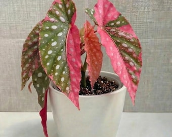 Stecklinge der rosa panaschierten Begonie Maculata, seltene Panaschierungsvariante, bewurzelte Jungpflanze, exotische Zimmerpflanze