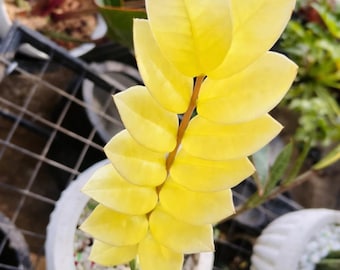 Rare Yellow ZZ Plant Variegated, Zamioculcas Zamiifolia, Rooted Cuttings, Easy Care Indoor Plant