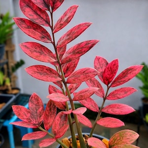 Puede incluir: Primer plano de una planta ZZ con hojas abigarradas de color rojo vibrante y verde oscuro. Los tallos son de color marrón rojizo y las hojas tienen un patrón moteado. La planta está en maceta en un recipiente oscuro, con un fondo borroso.