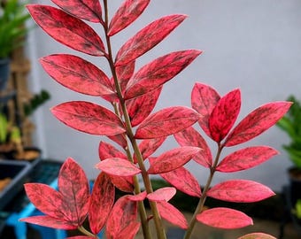 Esqueje de planta ZZ variegada rosa, Zamioculcas zamiifolia rara, plantas de interior exóticas (certificado fitosanitario)