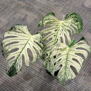 May include: Close-up of variegated Monstera plant leaves. The leaves are a mix of white and green, with a unique pattern of variegation. The leaves have a split-leaf design, adding to their distinctive appearance. The plant is a popular houseplant.