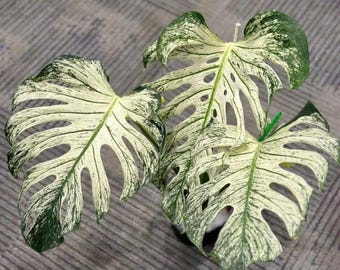 Monstera Devil Monster, panaschierter Steckling, kleine Pflanze, seltene Monstera-Art, mit Pflanzengesundheitszeugnis