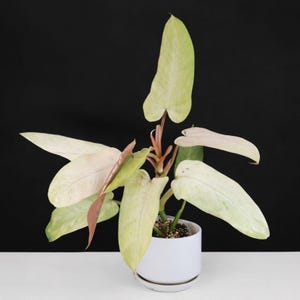 Whipple way philodendron - Etsy 日本