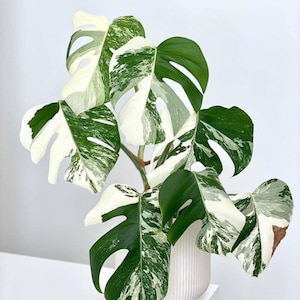 Pode incluir: Uma planta Monstera variegada num vaso branco. As folhas grandes exibem um padrão marcante de variegata verde e branca. A planta tem uma aparência exuberante e cheia, com várias folhas grandes visíveis.