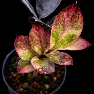 Zamioculcas Raven - Etsy Denmark