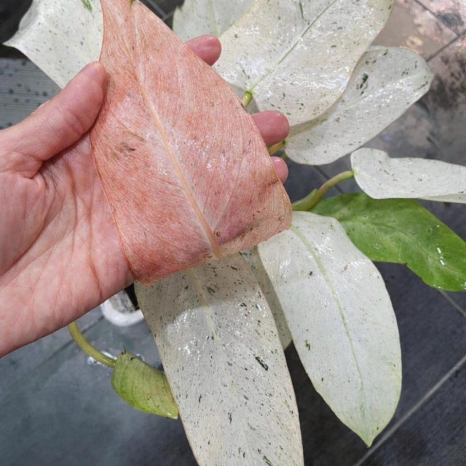 Whipple way philodendron - Etsy 日本