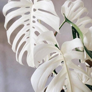 May include: Close-up of a white Monstera plant with large, textured leaves. The leaves have distinctive splits and holes, with visible green stems. The plant is set against a soft, neutral background, highlighting its unique form.