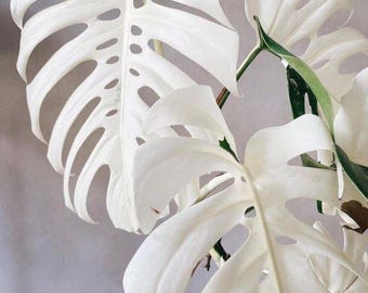 Monstera White Tiger Variegated Cutting, Rare Monstera Albo, Rooted Node, Phytosanitary Certificate