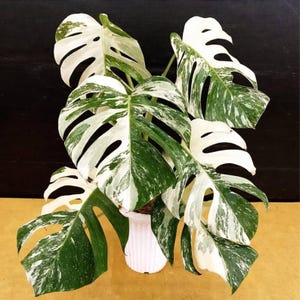 Pode incluir: Uma planta Monstera em vaso com folhas grandes e variegadas. As folhas exibem um padrão marcante de branco e verde, com fenestrações. A planta está em um vaso branco, em um fundo escuro.