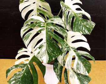 Monstera Standleyana albo Starter Plant (ALL STARTER PLANTS require you to  purchase 2 plants!) - Etsy Polska