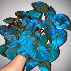 m*o様 54 ベゴニア　フェロックス　トゲトゲ 初めてのベゴニアにチャレンジ トゲトゲしい見た目がカッコいい