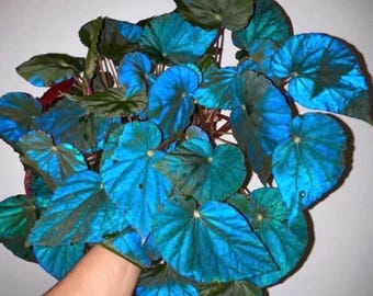Begonia Pavonina Blue Iridescent, Peacock Begonia, Rare Tropical Plants, Exotic Indoor Plant