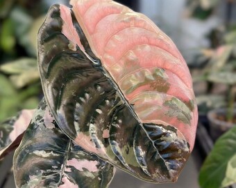 Variegated Alocasia Dragon scale Albo Starter Plant (ALL STARTER