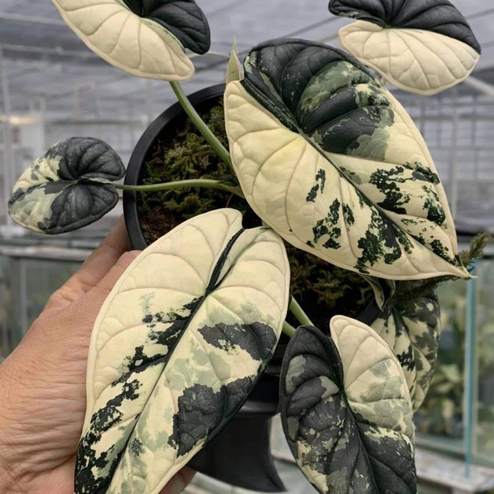 Variegated alocasia maharani - Etsy 日本