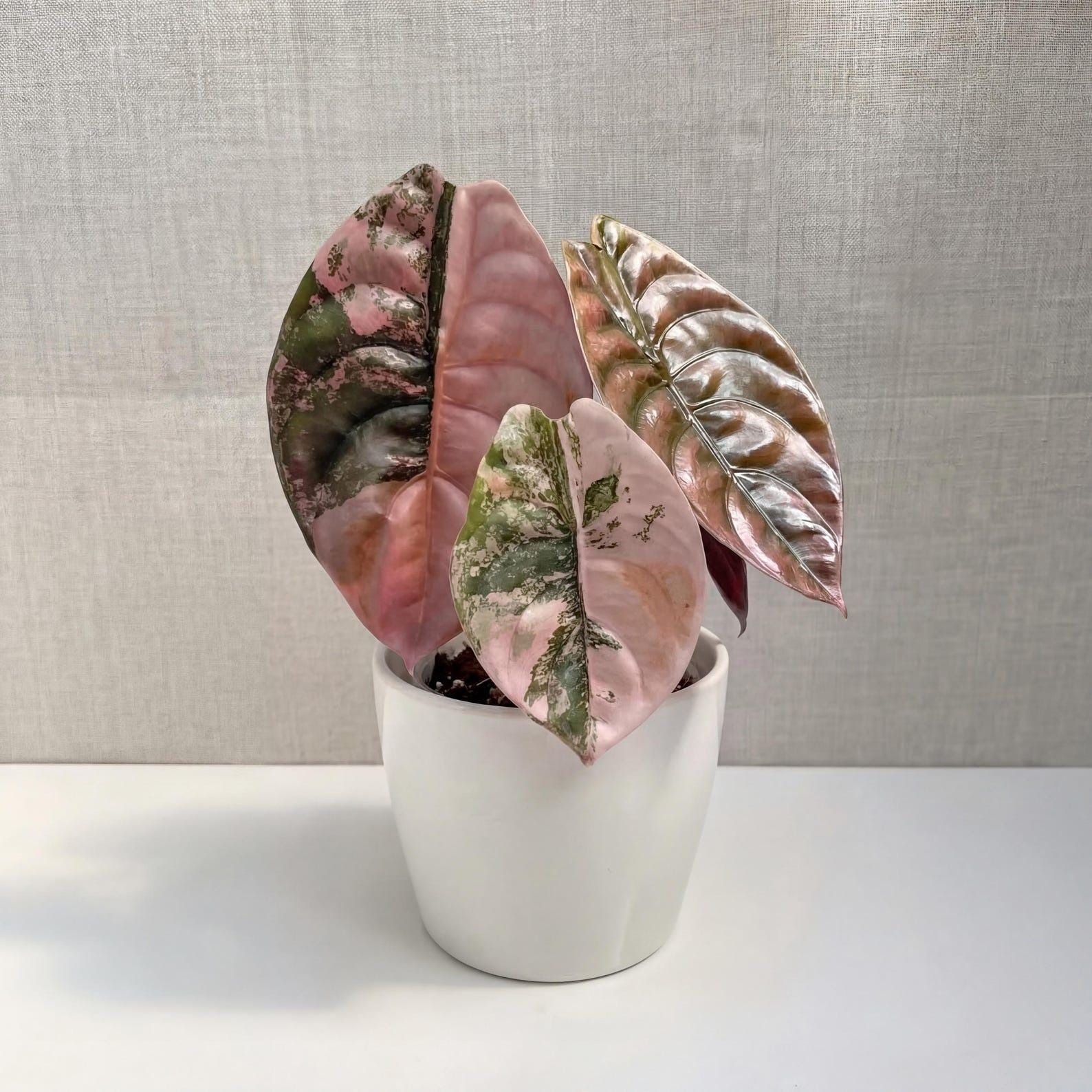 Alocasia Cuprea Pink Variegated - Etsy