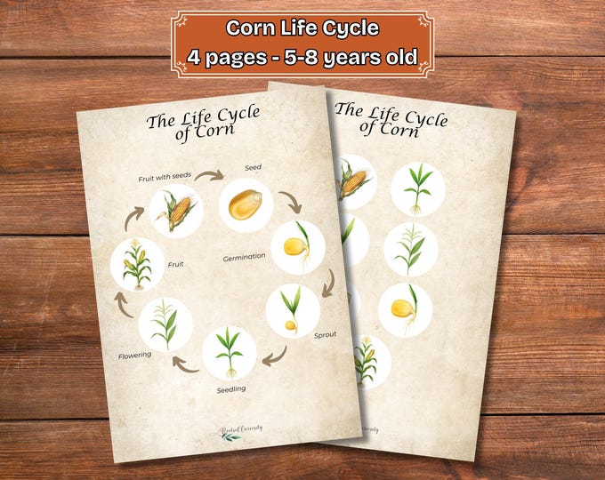 Life cycle of a corn maize plant foldable sequencing activity for kids ...