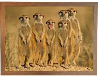 Meerkat LAP TRAY with Cushion: Funny Animal Bean Bag Cushion Tray, Padded Laptop Tray. 4 x Frame Choices