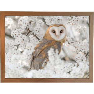 May include: A barn owl with white and brown feathers perches in a blooming cherry tree with white blossoms.