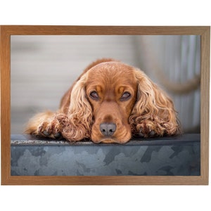 Könnte beinhalten: Ein brauner und weißer Cocker Spaniel mit langem, lockigem Fell liegt mit dem Kopf auf einer grauen Oberfläche. Der Hund hat einen traurigen Gesichtsausdruck.