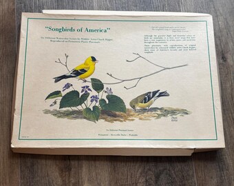 Vintage 1971 Songbirds of America Placemats Set of 6 Chuck Ripper Bird Art