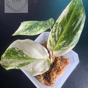 Philodendron Gloriosum Variegated(Tricolor)