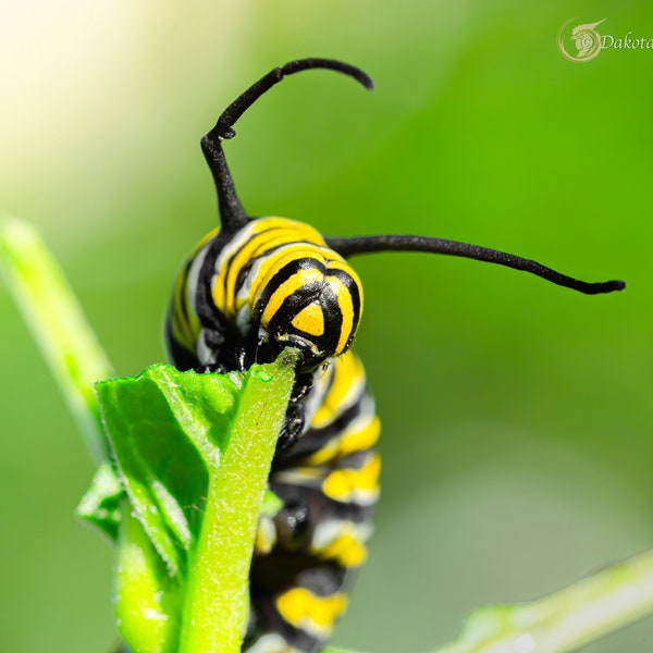 Monarch Caterpillar