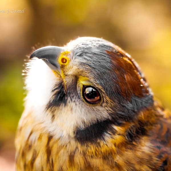 American Kestrel