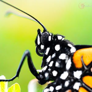 Monarch Butterfly Collection
