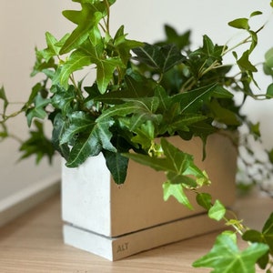 May include: A white concrete planter with a light grey base. The planter has the word "ALT" inscribed on the base. The planter is filled with a green ivy plant.