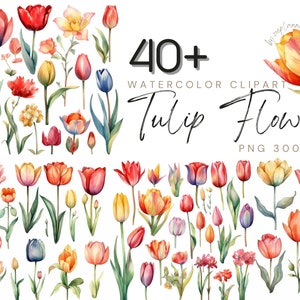 40+ Watercolor Clipart - Tulip Flower - Sticker Ready - Transparent PNG - High-Quality Floral Graphics - 3600x3600px