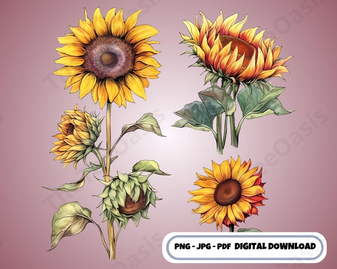 Printable Sunflower Clipart Bundle Flower Png Plant Clipart Cute ...
